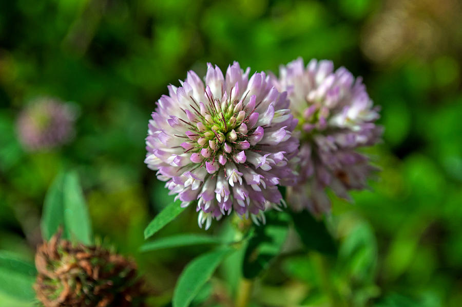 Red Clover Photograph by Cathy Mahnke
