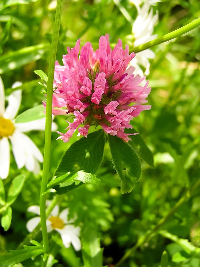 Purple Clover Image 3