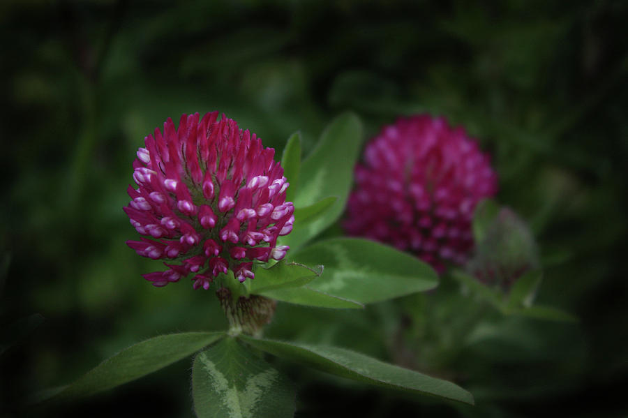 Purple Clover Image 5