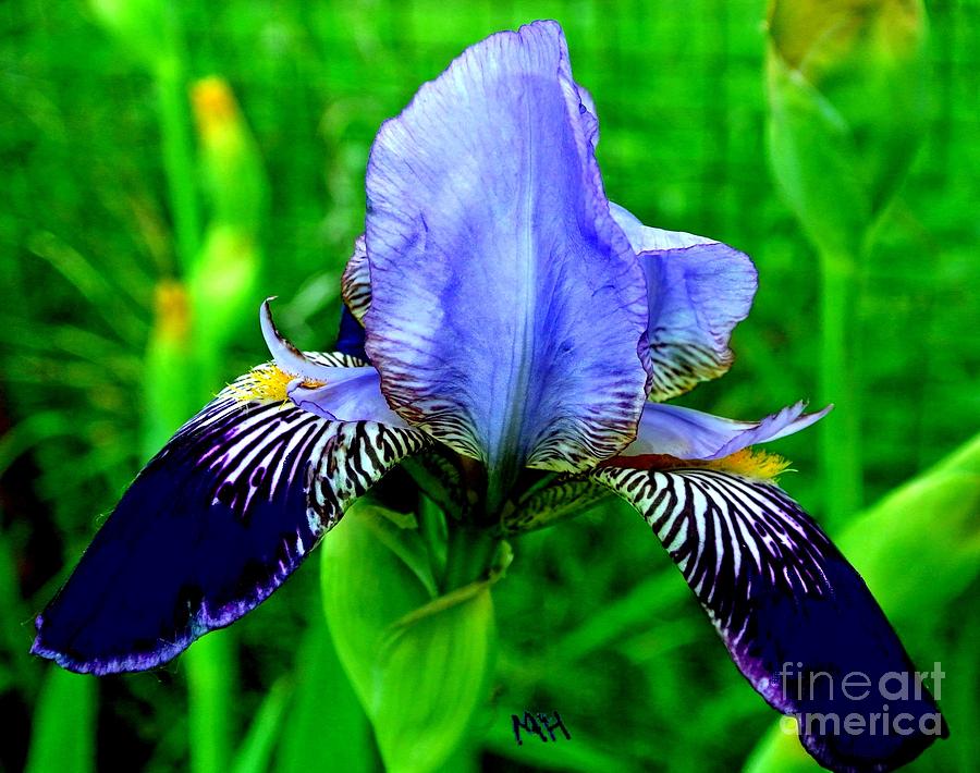 Purple Coated Iris Photograph by Marsha Heiken