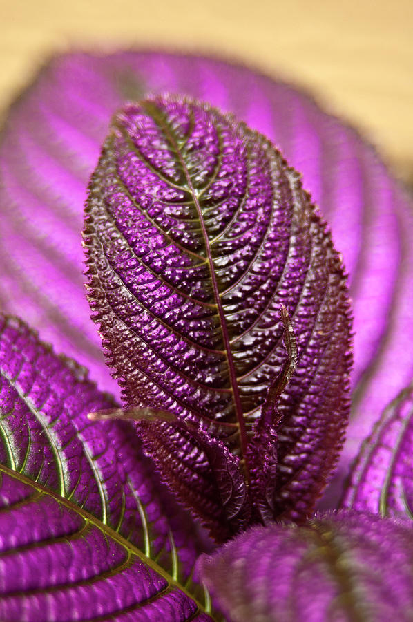 Purple Coleus Photograph by Carolyn Marshall