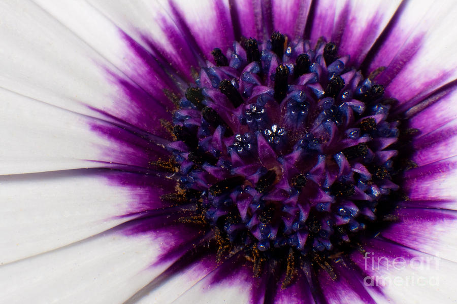 Daisy Photograph - Purple Color Burst by Michael Herb