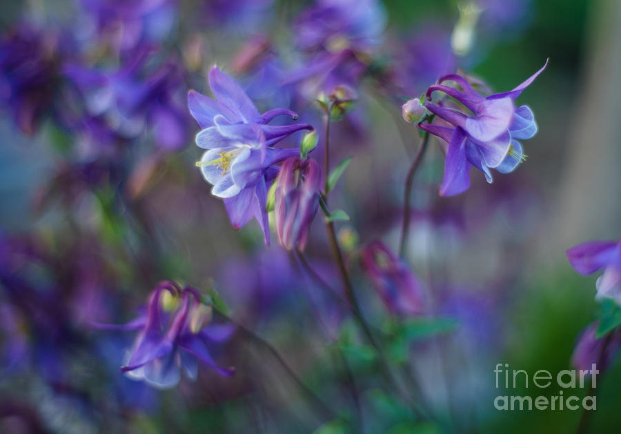 Flowers Still Life Photograph - Purple Columbine Montage by Mike Reid