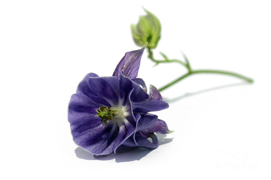 Spring Photograph - Purple Columbine by Terri Waters