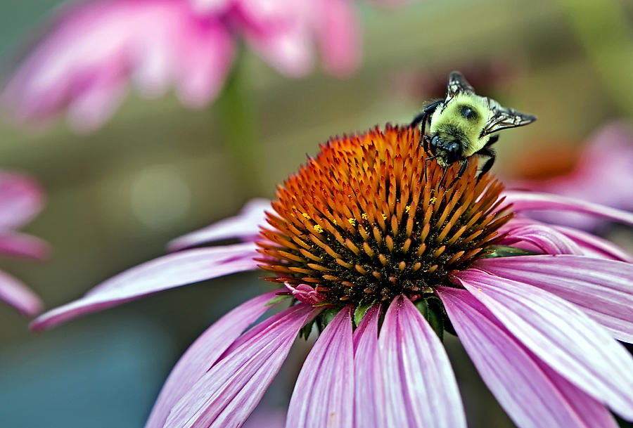 Purple Cone Flower and Bee Photograph by Al  Mueller