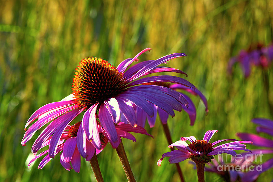 Purple Cone Flower Photograph - Purple Cone Flower backlit by Sharon Talson