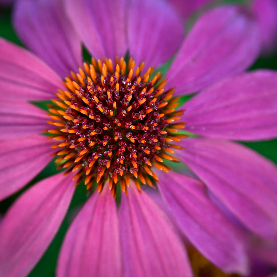 Purple Cone Flower Echinacea Photograph by Glenn Hudson