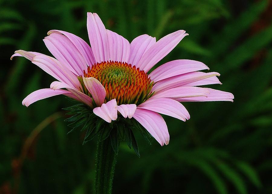 Purple Cone Flower Photograph by Joy Bradley