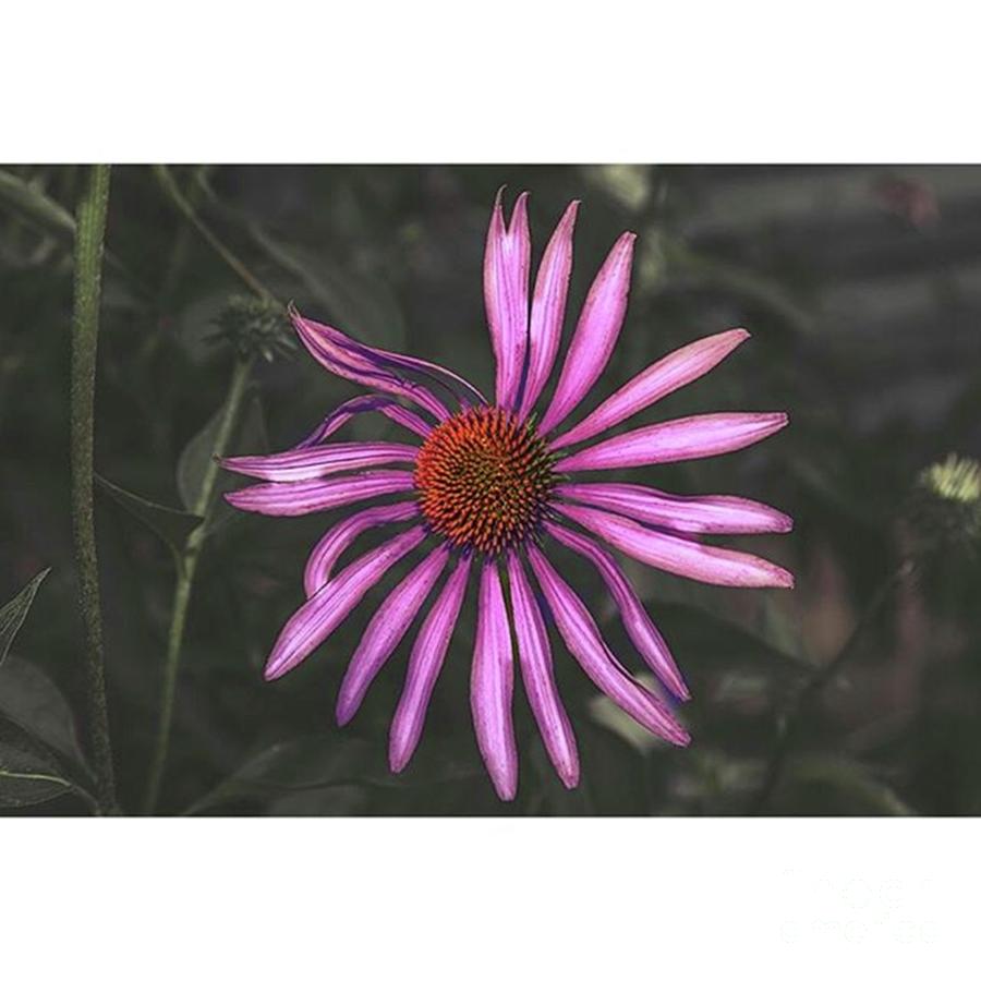 Coneflower Photograph - Purple Cone Flower
benton by Larry Braun
