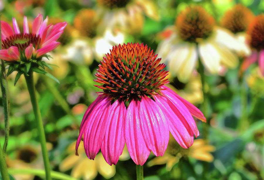 Purple Coneflower 030 Photograph by George Bostian