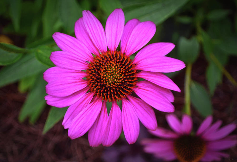 Purple Coneflower 031 Photograph by George Bostian