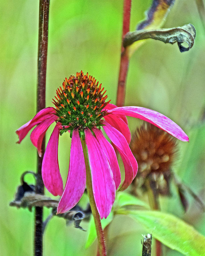 Purple Coneflower along White Pine Trail in Kent County, Michigan  Photograph by Ruth Hager