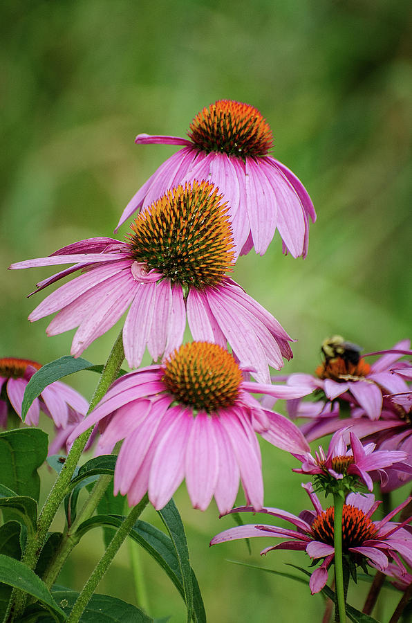 Purple Coneflower and Bee Photograph by Susan McMenamin