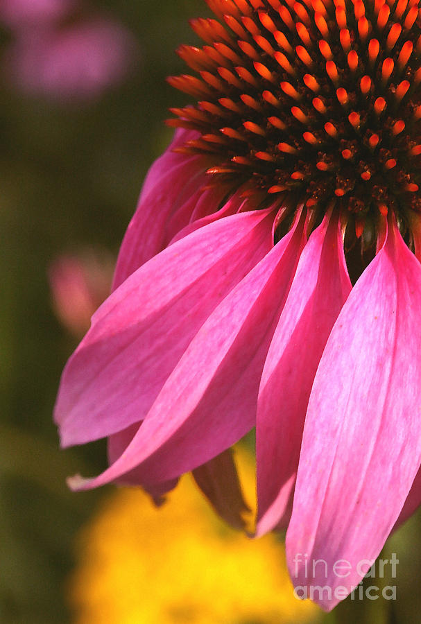 Coneflower Photograph - Purple Coneflower Close-up by Steve Augustin