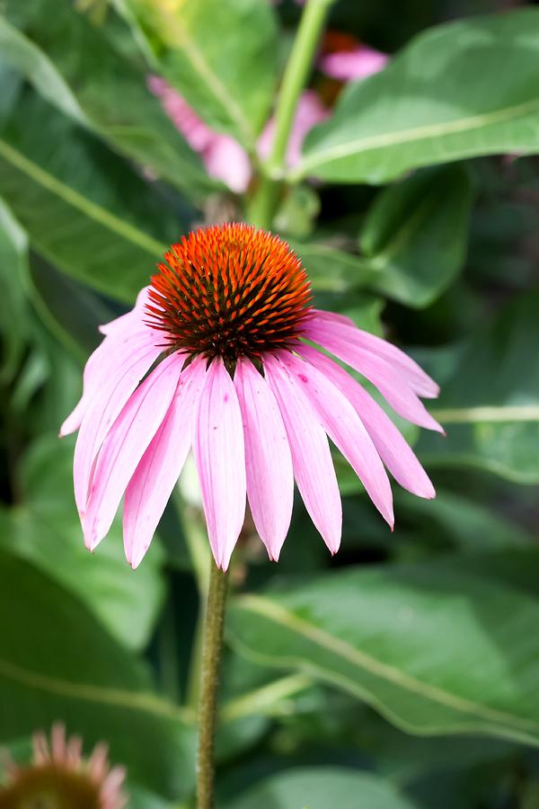 Flower Photograph - Purple Coneflower by Cynthia Woods