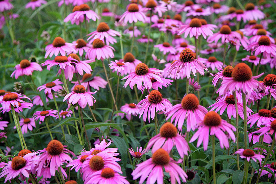 Purple Coneflower Field at Twilight Photograph by Patti Esposito ...