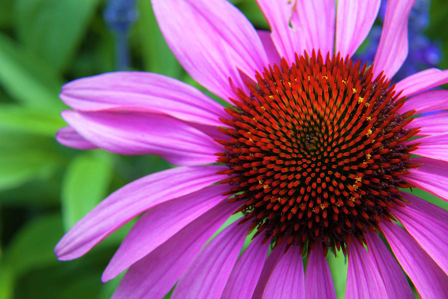 Purple Coneflower Photograph by Mark Mille