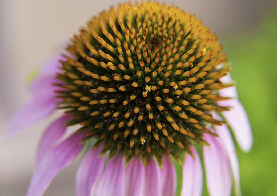 Purple Coneflower Photograph by Michael Just