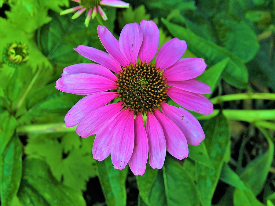 Purple Coneflower Photograph by My Rubio Garden - Fine Art America