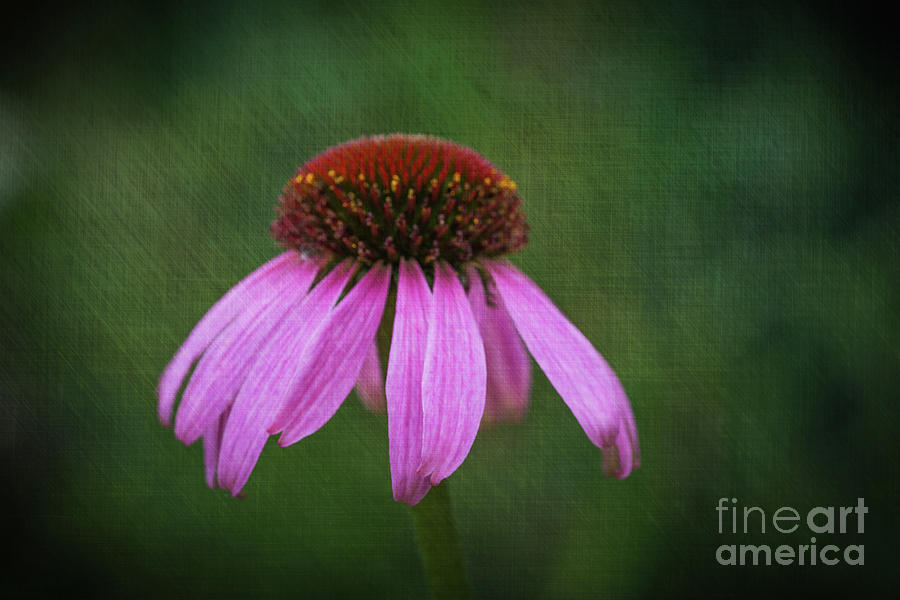 Purple Coneflower Photograph by Steve Purnell