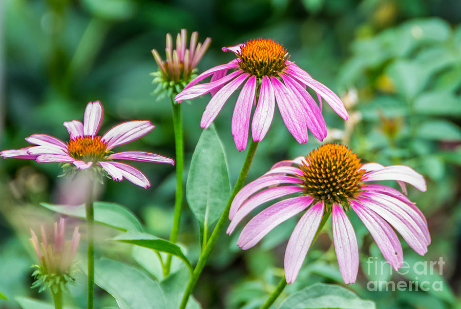 Purple Coneflowers Photograph by Alicia BRYANT - Fine Art America