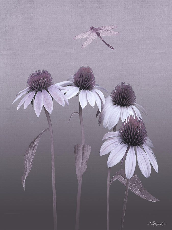Purple Coneflowers and Dragonfly Digital Art by M Spadecaller