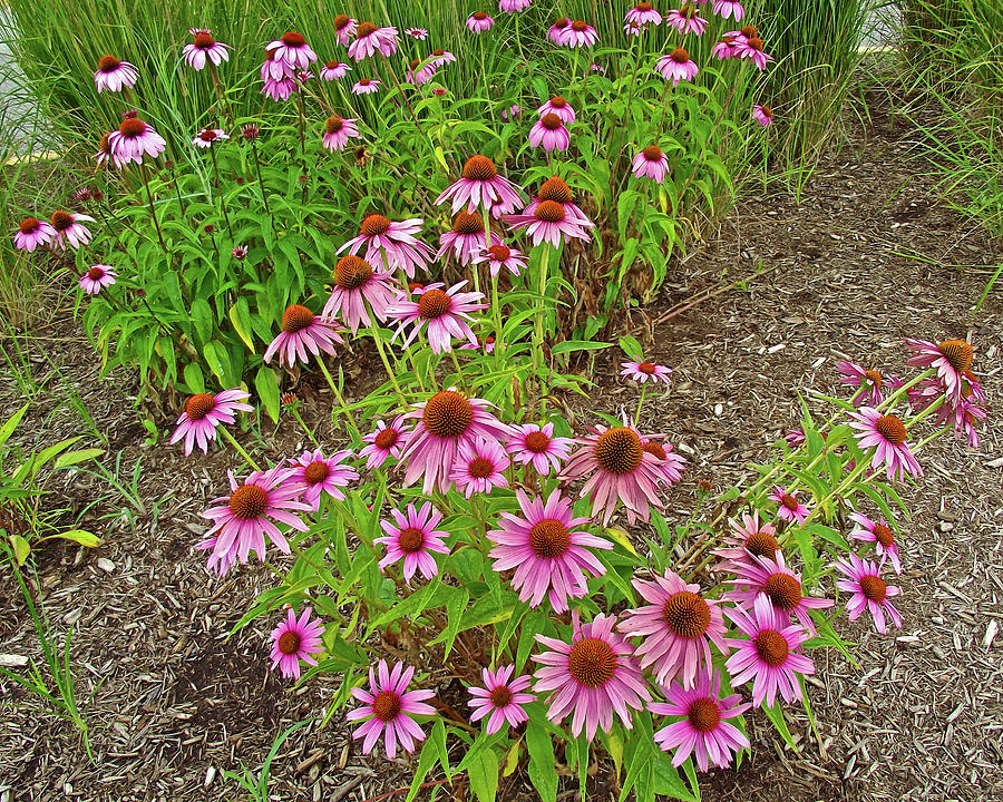 Purple Coneflowers in Indiana Dunes National Lakeshore , Indiana  Photograph by Ruth Hager