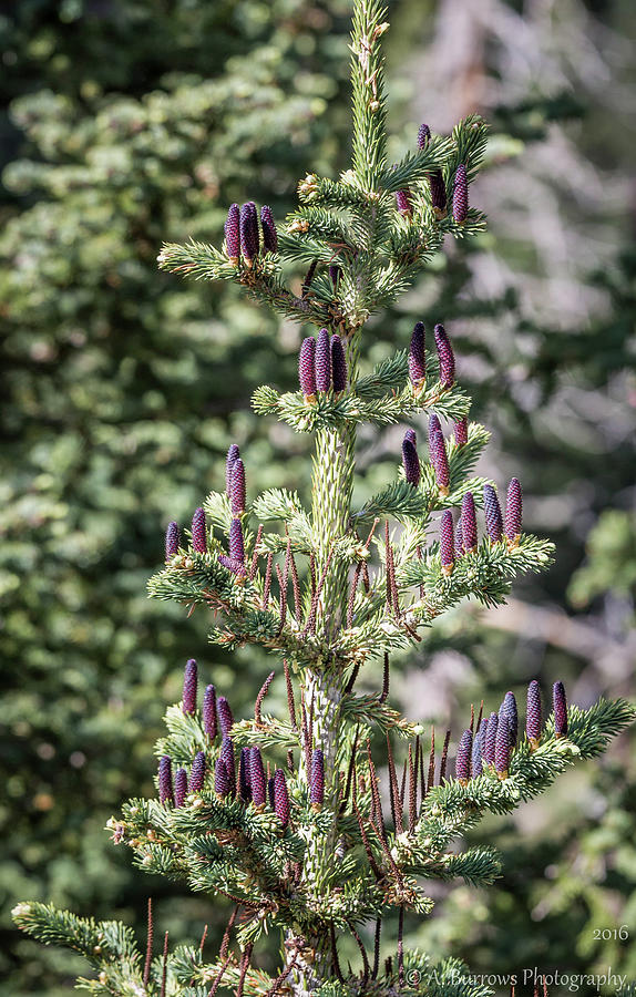 Purple Cones Photograph by Aaron Burrows