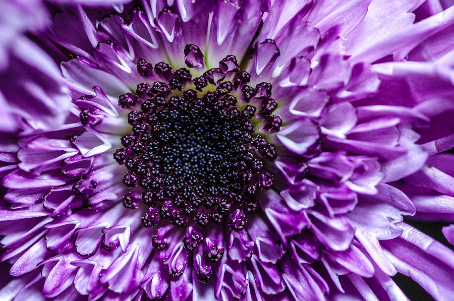 Purple Core Photograph by Gerald Kloss