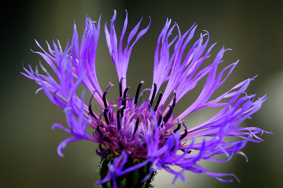Purple Cornflower Photograph by Inge Riis McDonald