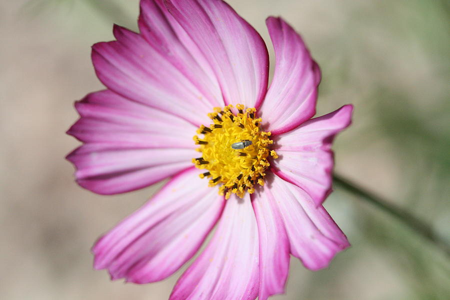 Purple Cosmo Photograph by Christopher Larimore - Pixels