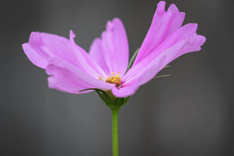 Purple Cosmos 2016-1 Photograph by Thomas Young