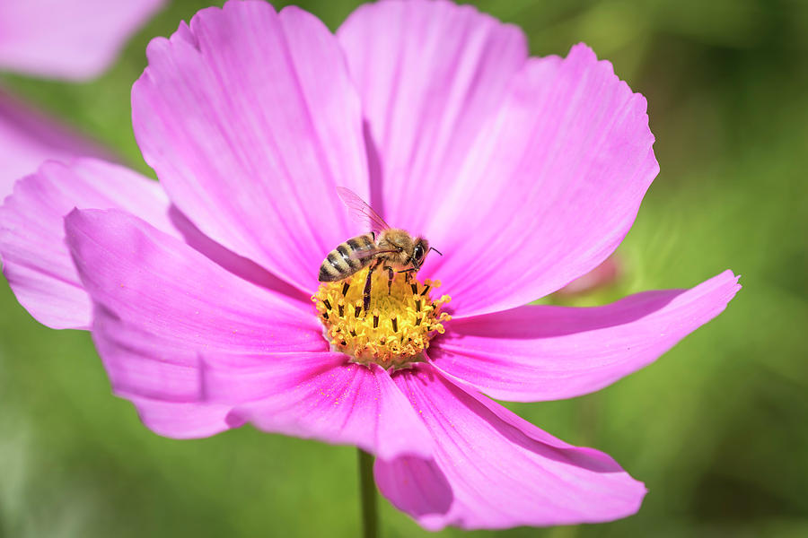 Purple Cosmos and the Honey Bee 2017 Photograph by Thomas Young