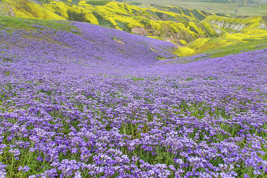 Purple  Covered Hillside Photograph by Marc Crumpler