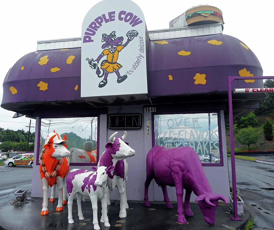 Purple Cow 1 Photograph by Ron Kandt