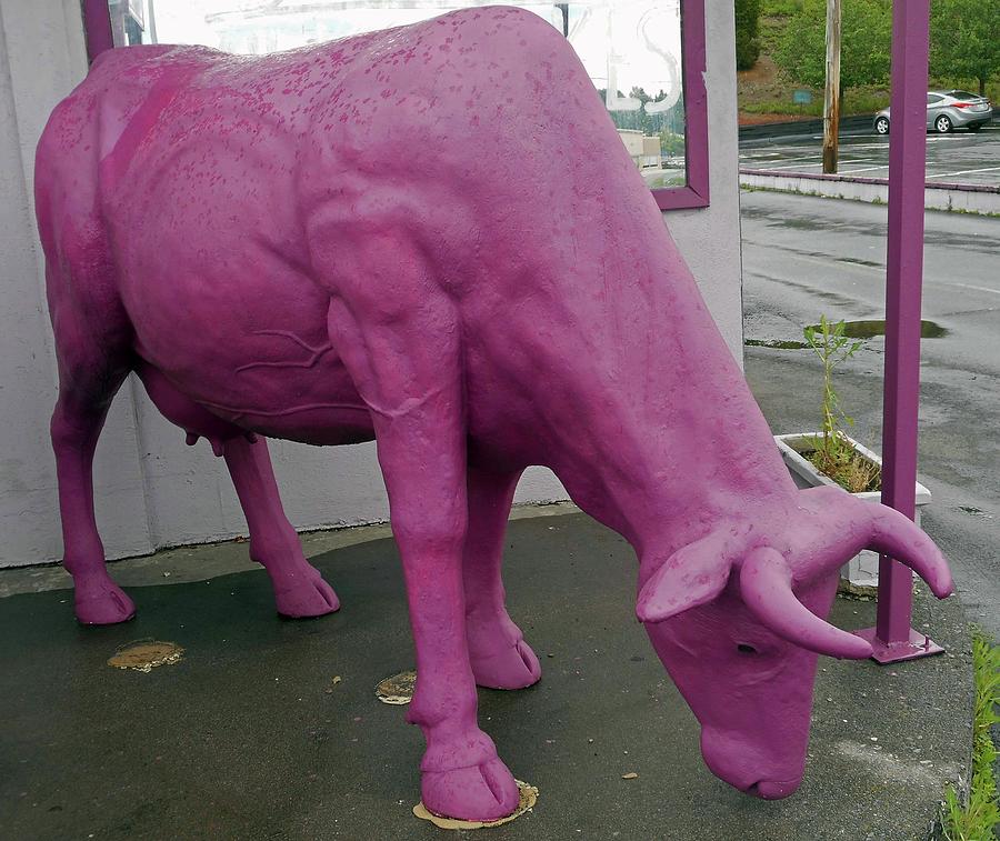Purple Cow 3 Photograph by Ron Kandt