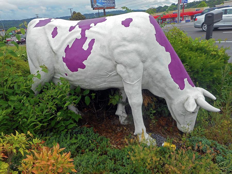 Purple Cow 4 Photograph by Ron Kandt