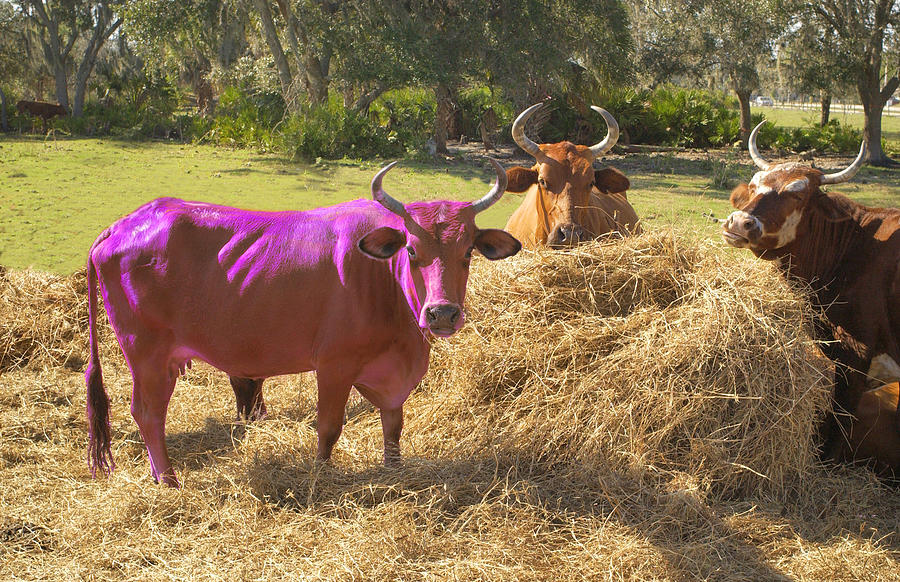 Purple Cow Photograph by Larry Mulvehill