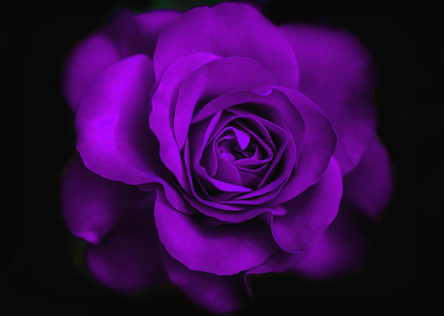 Purple Crispy Rose Photograph by Lilia D