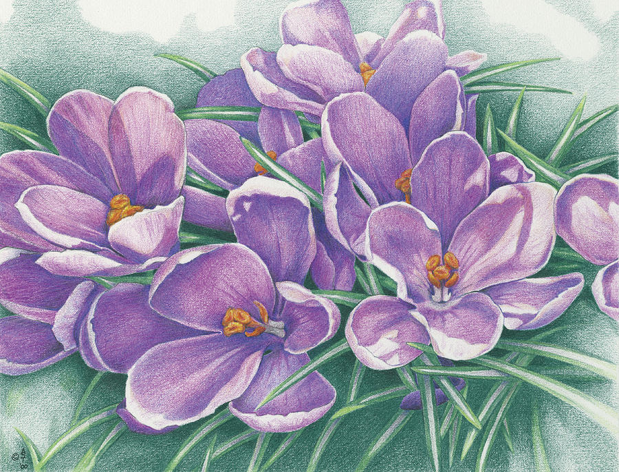 Flower Drawing - Purple Crocus by Amy S Turner