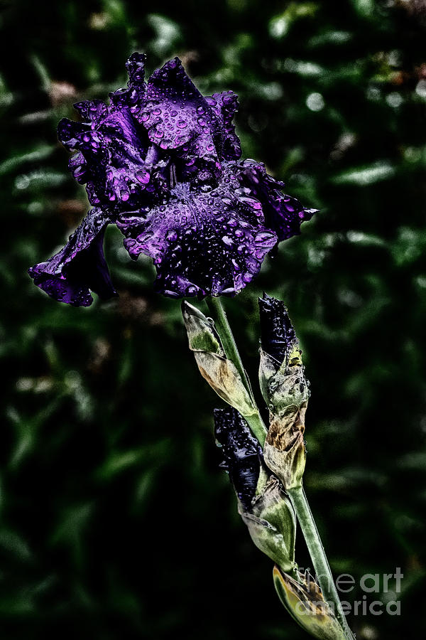 Flowers Still Life Photograph - Purple Crocus by Darleen Stry