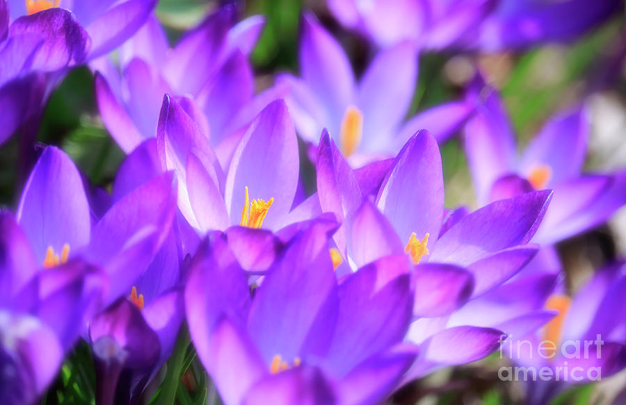 Purple Crocus Flowers Photograph by Charline Xia