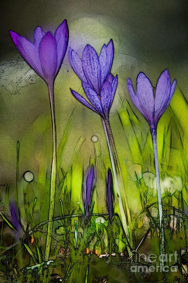 Purple Crocus Flowers Photograph by Jean Bernard Roussilhe