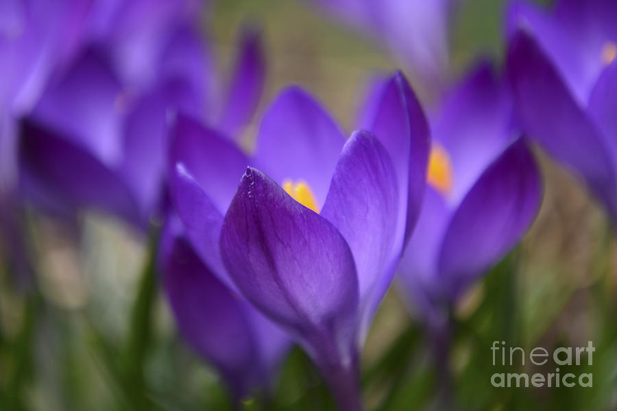 Purple Crocus Photograph by Forest Floor Photography