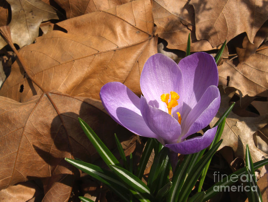 Spring Photograph - Purple Crocus in Dried Leaves by Anna Lisa Yoder