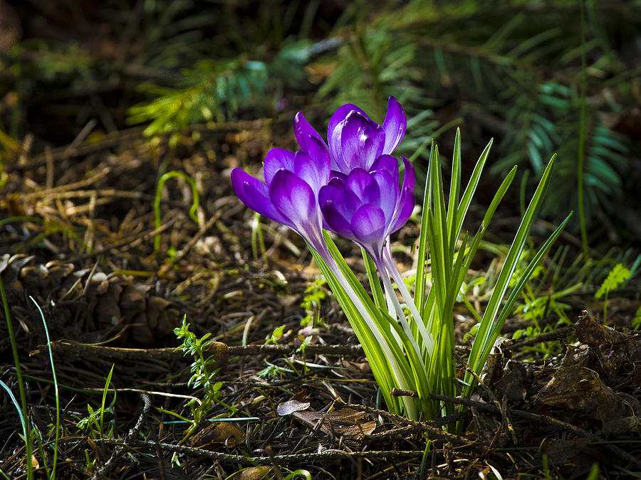 Purple Crocus in Early Spring Photograph by Jean Noren