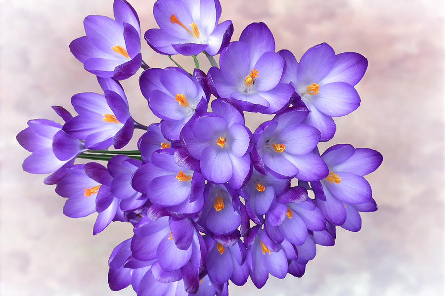 Spring Photograph - Purple Crocus by Phyllis Taylor