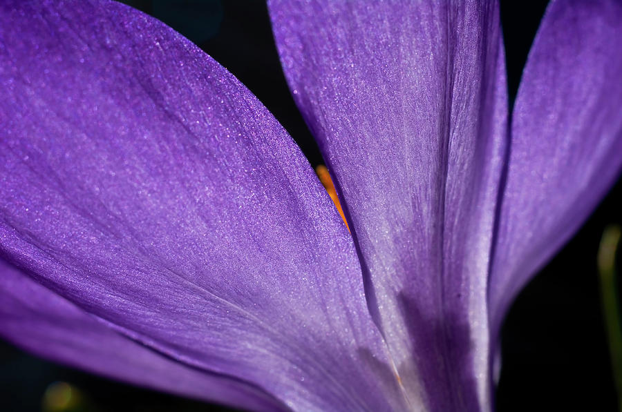 Purple Crocus Photograph by ShaddowCat Arts - Sherry