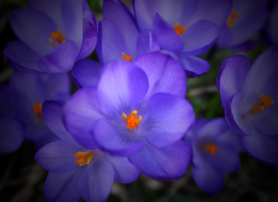 Spring Photograph - Purple Crocuses - 2015 B by Richard Andrews