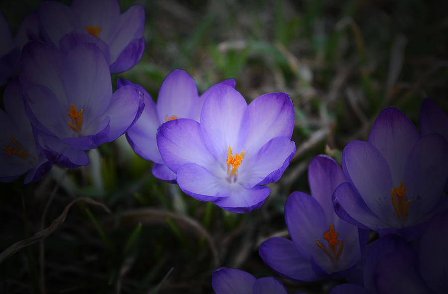 Spring Photograph - Purple Crocuses - 2015 C by Richard Andrews